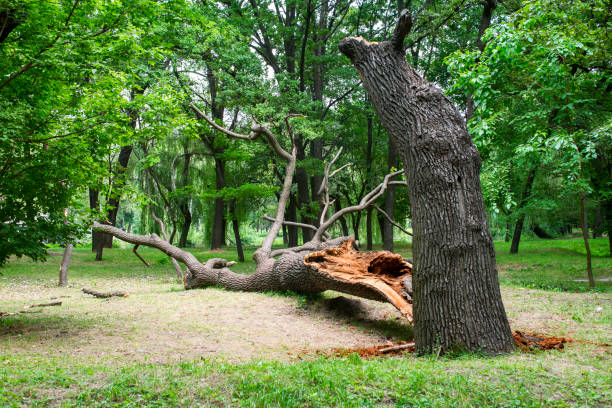 Best Lot and Land Clearing  in North Eastham, MA